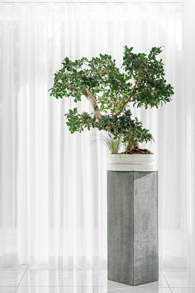 Bonsai-style plant on concrete pedestal – Moneygurney Road Part One, AK Interior